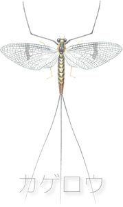 Mayfly