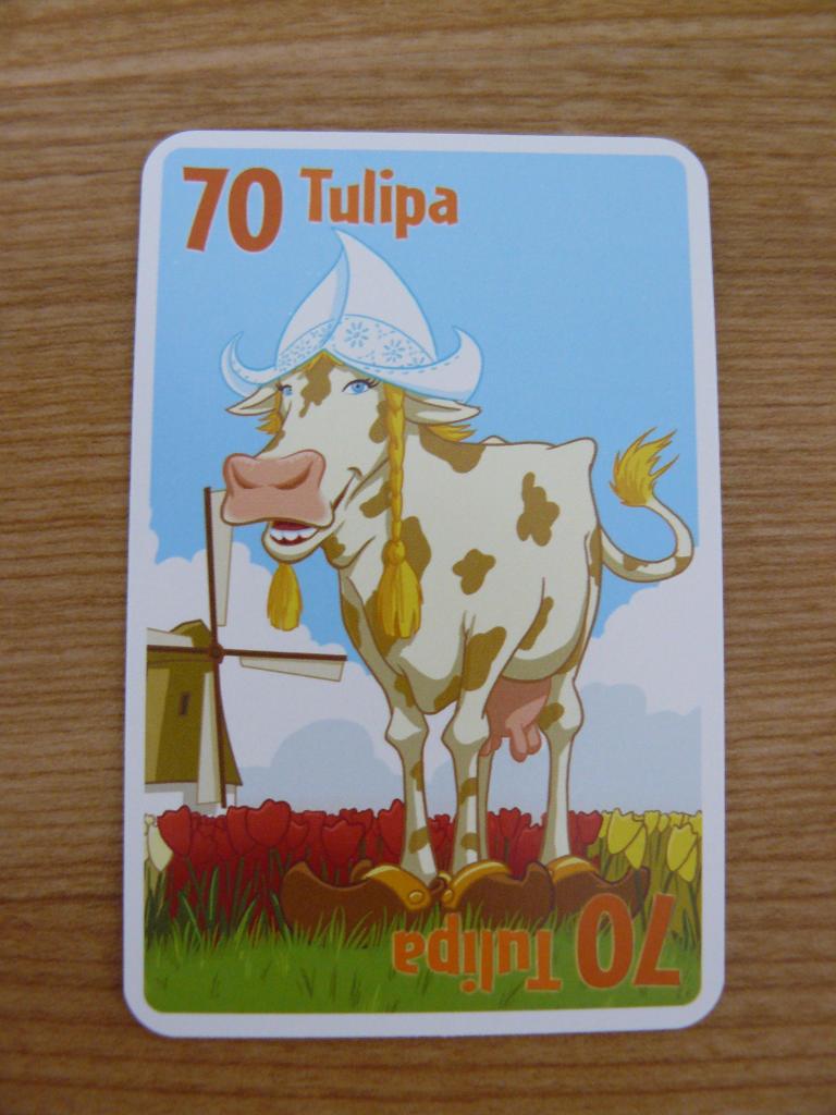 Pit - Tulipa