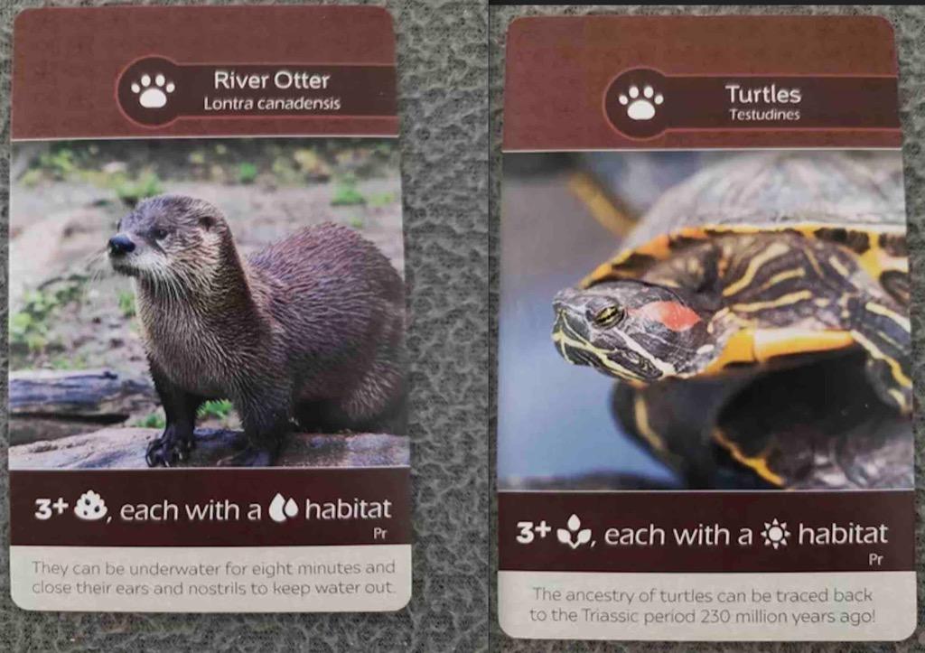 Earth - Promo Card Otter/turtles