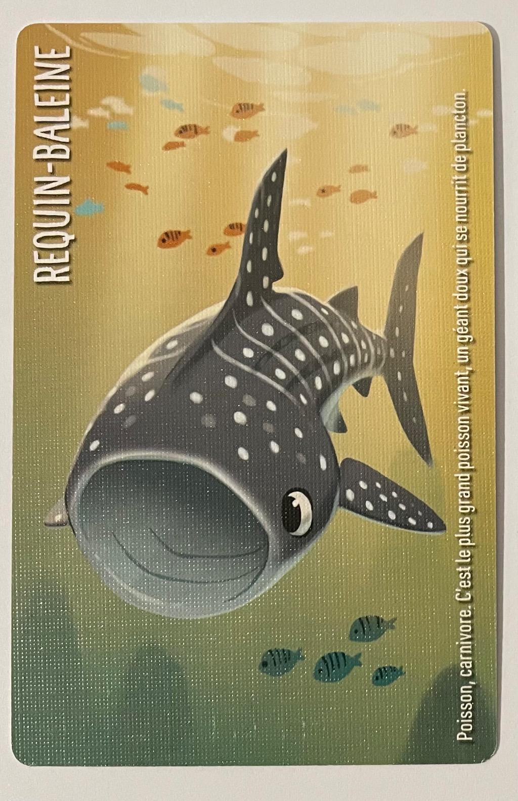 Similo - Requin-baleine