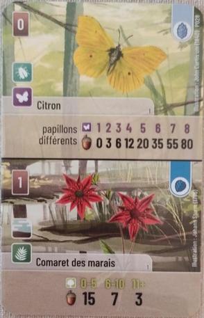 Forêt Mixte / Forest Shuffle - Citron / Comaret Des Marais