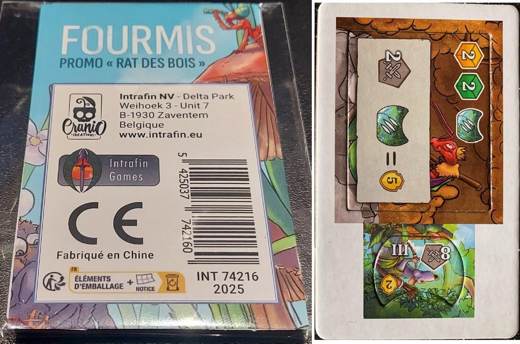 Fourmis - Rat des bois