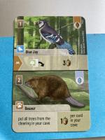 Image de Forêt Mixte - Blue Jay Beaver Promotiekaart